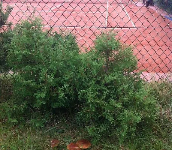 Letniskowy Z Kortem Tenisowym Karwia Ostrowo (Puck)